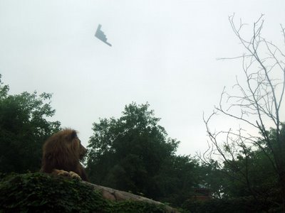 A lion and a B-2 bomber